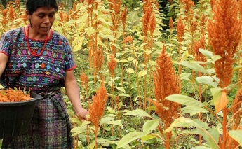 Female farmers encounter gender discrimination in Guatemala
